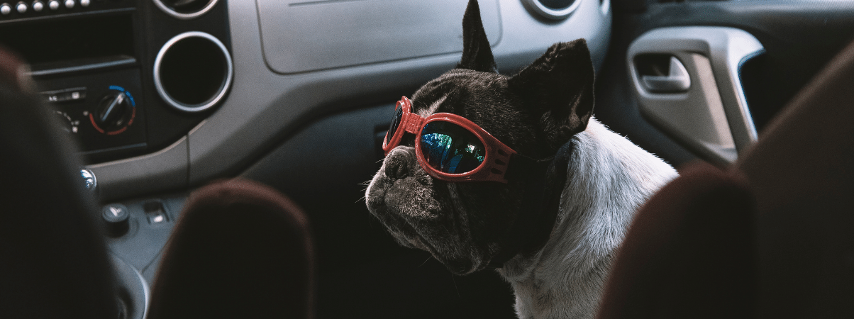 Reizen met hond - Zorg voor voldoende voedingssupplementen op reis