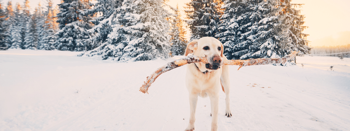 Bloed bij het overgeven van je hond: wat moet je doen?