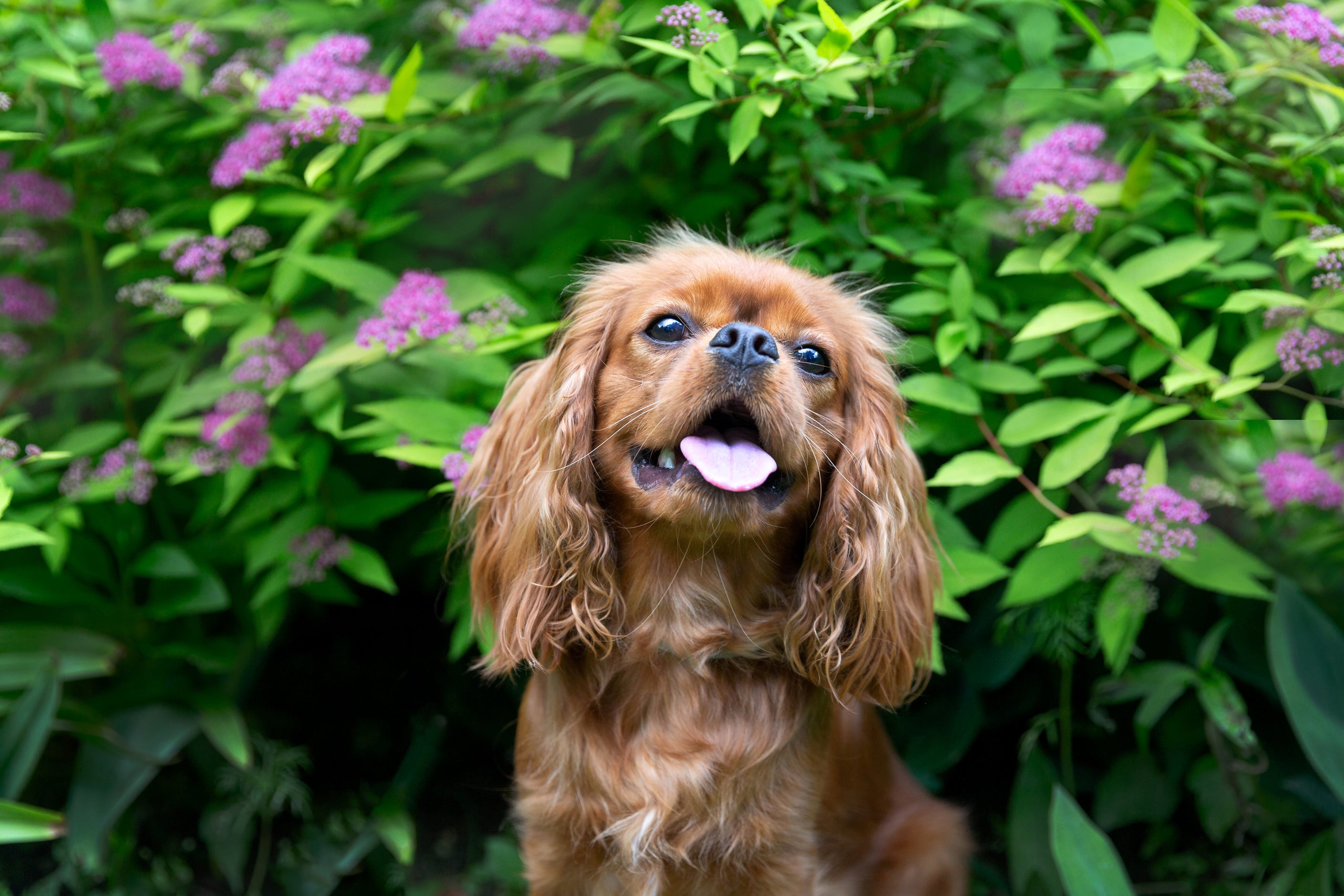 Een diepere duik in prebiotica: Het geheim voor een gezonde hond