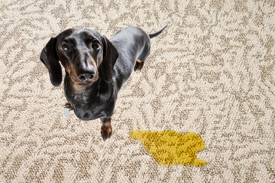 Anaalklieren bij honden: typische problemen, oorzaken & maatregelen