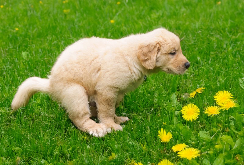 Darmreiniging bij honden – Het doet de darmflora goed maar hoe werkt het?