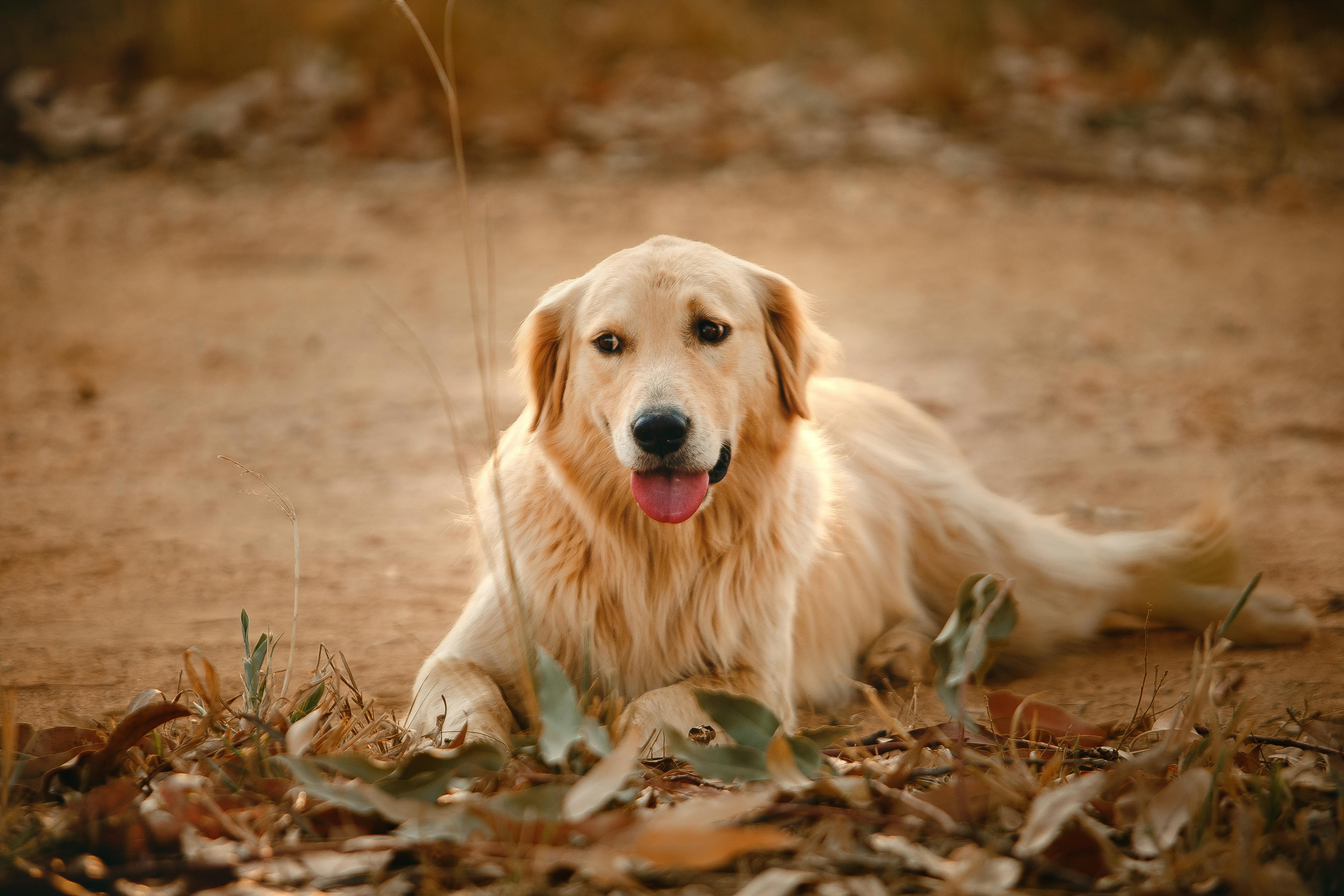 Versterk het Immuunsysteem van je Hond: 9 Effectieve Tips en Adviezen