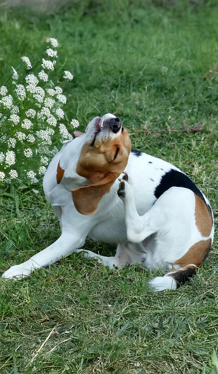 Waarom krabt mijn hond zich de hele tijd? Dit zijn mogelijke oorzaken en maatregelen